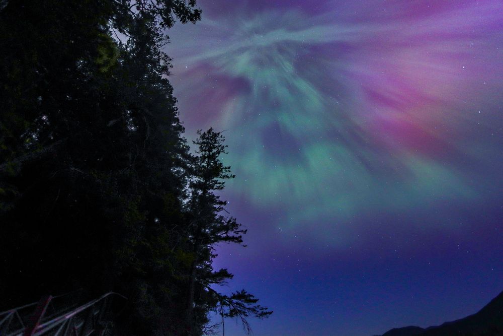 Aurora borealis forming in the sky against a dark forest foreground.