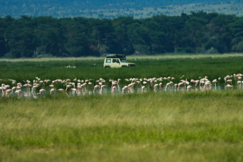 African landscape, with safari jeep driving through with a group of flamingos in the foreground,