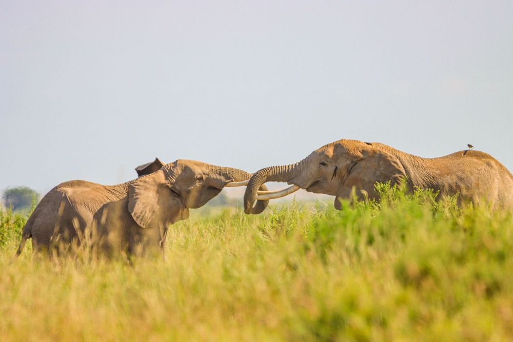 Two elephants touching trunks in the African plains.