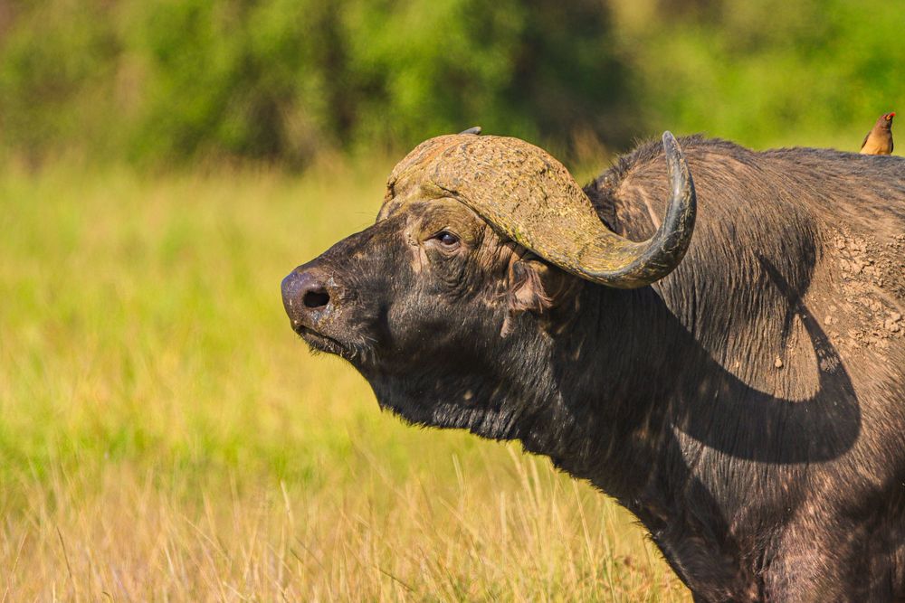 Portrait of African Cape buffalo with grassy plains in the background.