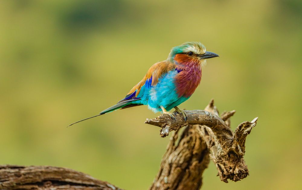 African bird, Lilac Breasted Roller perched on a small tree.