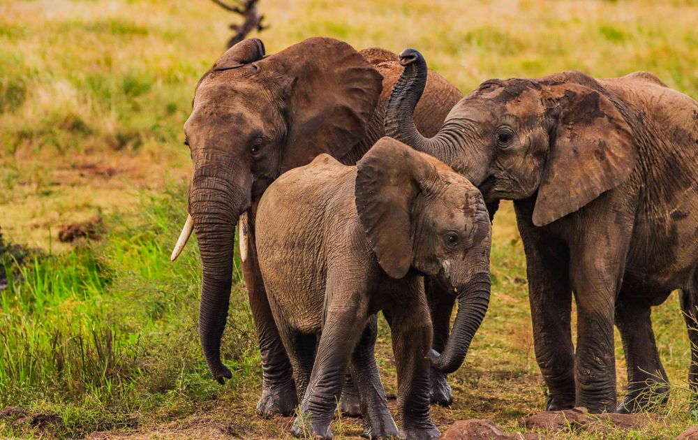 Group of young Elephants gathered by a watering hole.