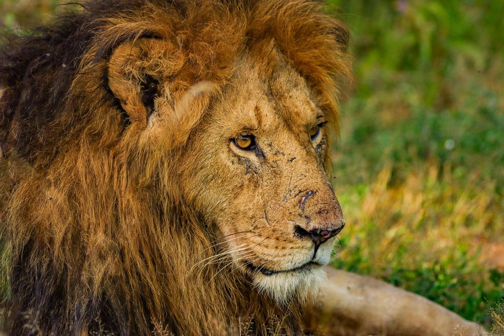 Up close portrait of Male Lion with African grasses surrounding.