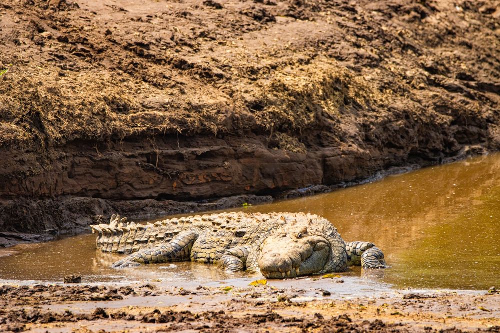 Large crocodile laying on river bank with mud cliff edge behind.