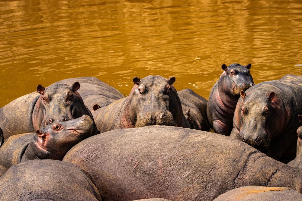 Group of Hippos laying at muddy rivers edge.