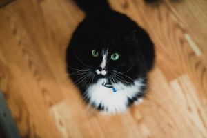 Black and white cat with white chest markings sits on wooden floor.