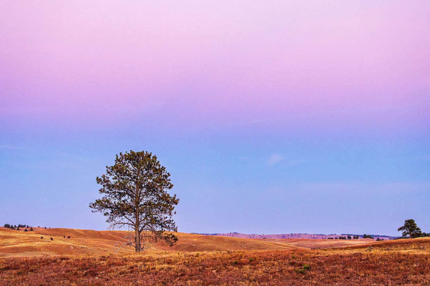 Cotton Candy skies with a lone tree at sunset in Wind Cave National Park, South Dakota.