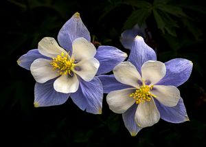 Colorado Columbine during a stormy day in the San Juan Mountains, near Ouray, Colorado.