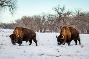 Buffalo eating breakfast one early cold winter morning at the Rocky Mountain Arsenal, Colorado.