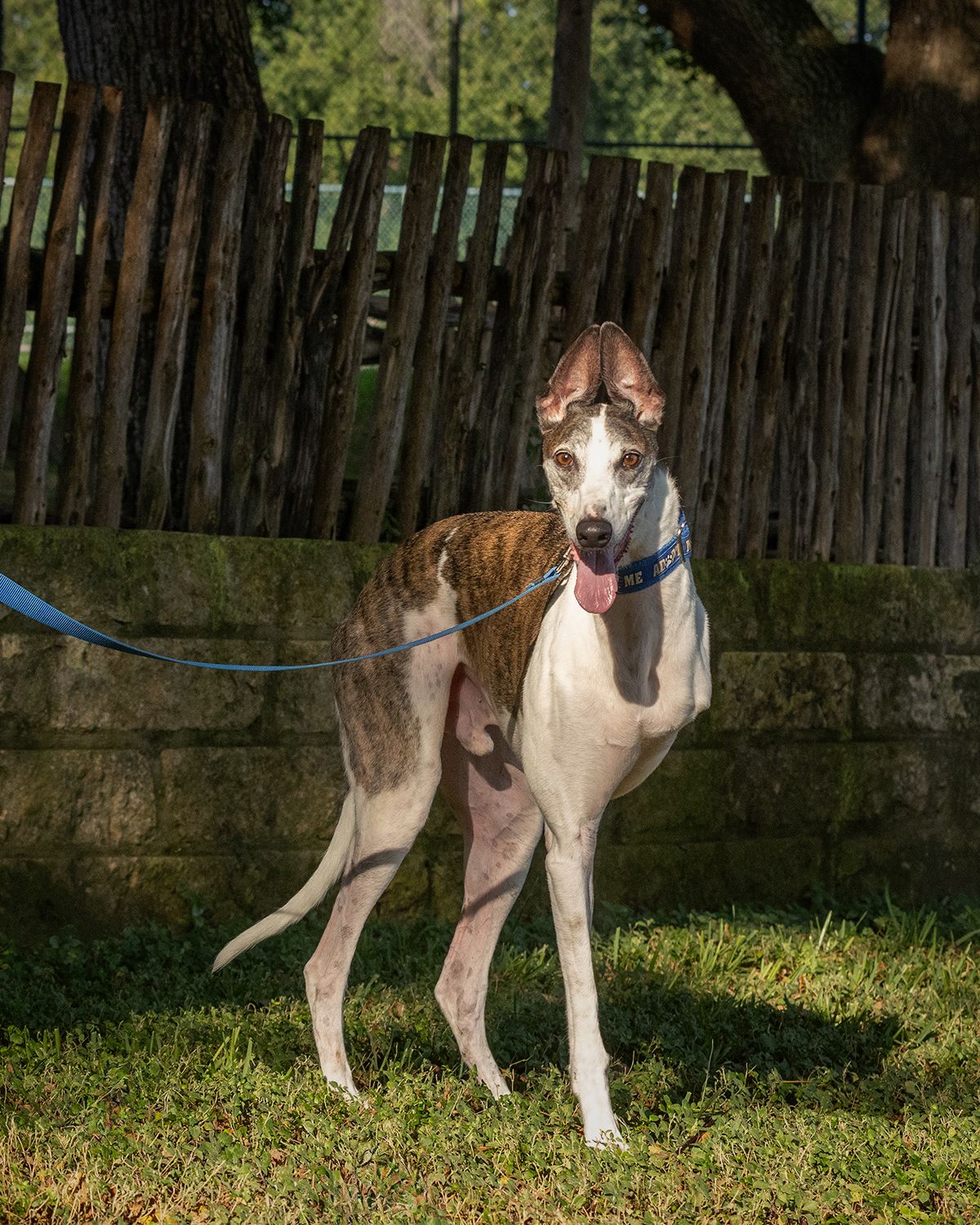 A white and brindle greyhound dog poses on a lawn with a wooden fence behind it.