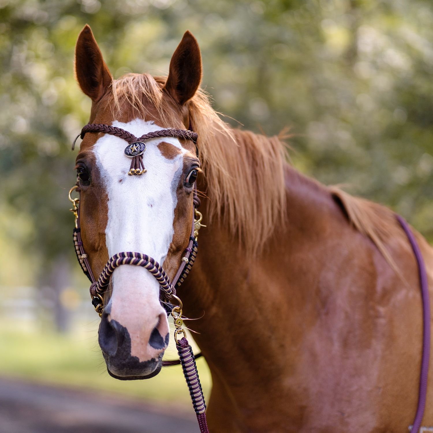 A chestnut colored horse wearing a decorative pink bridle stands in a natural outdoor setting during a horse photoshoot in sydney
