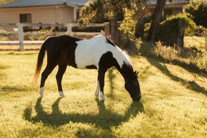 Black and white paint horse grazing on lush green grass in a sunlit paddock with fence and trees in background in Sydney during a photoshoot