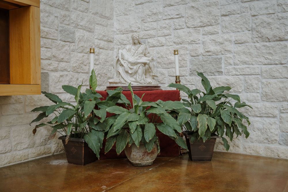 Decorative plants line the base of a white stone church wall.