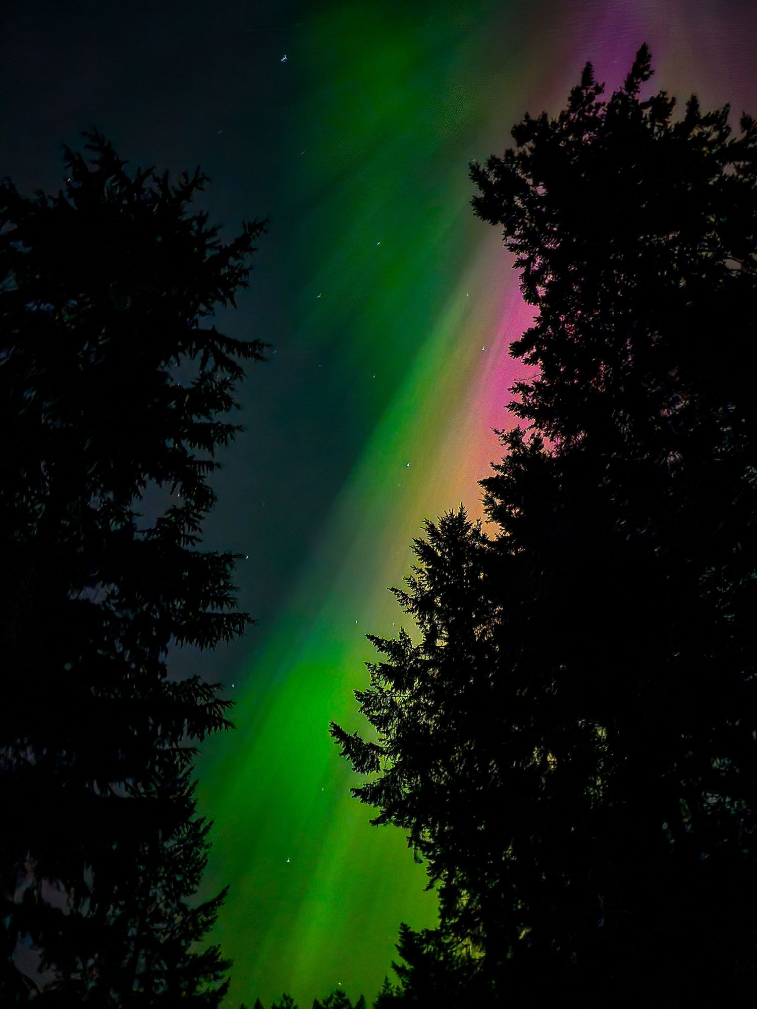 Green and pink northern lights stretching across a night sky above tall evergreen trees on Whidbey Island, creating a quiet, atmospheric mom
