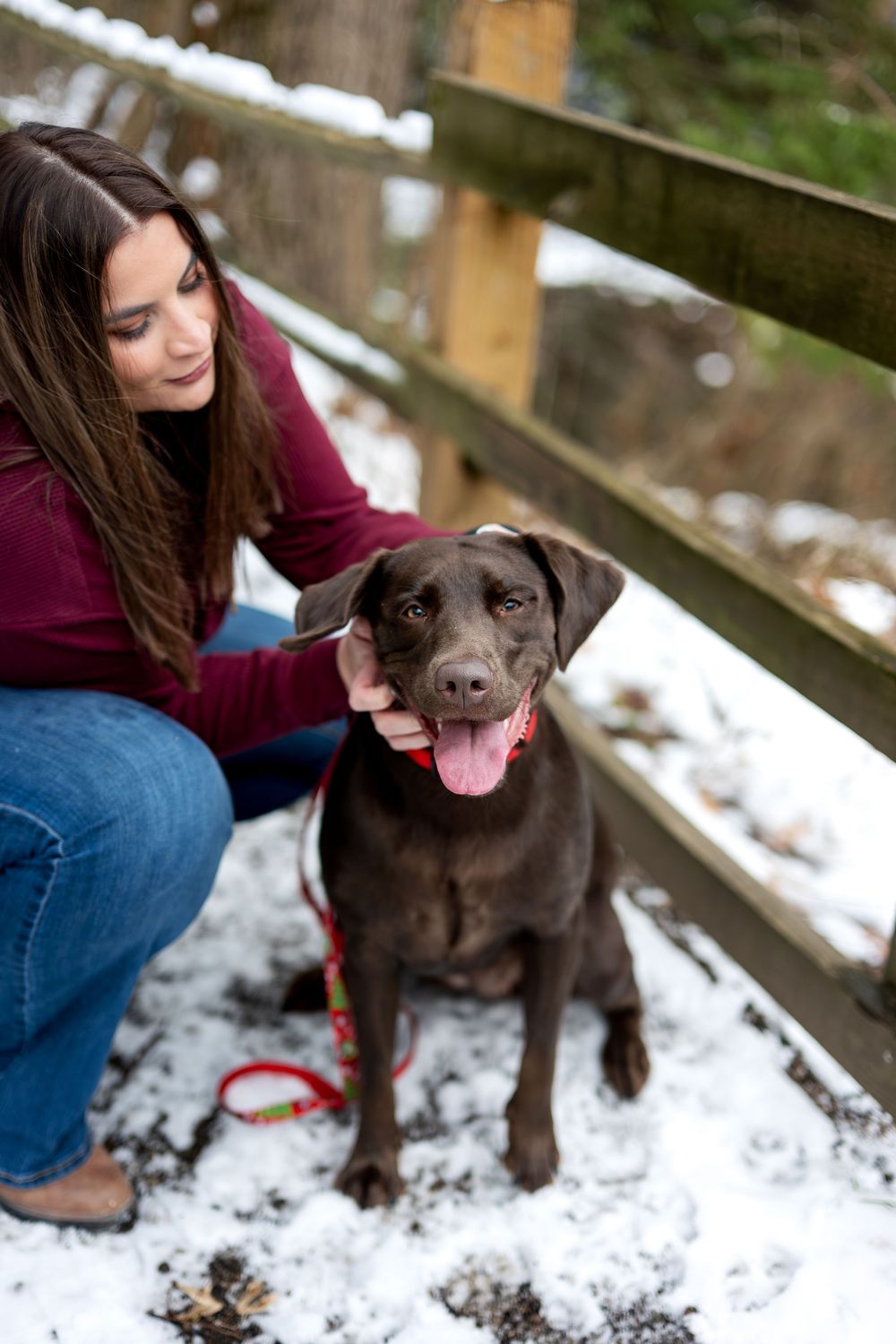 Woman in burgundy jacket pets smiling chocolate Lab by snowy wooden fence in winter forest.