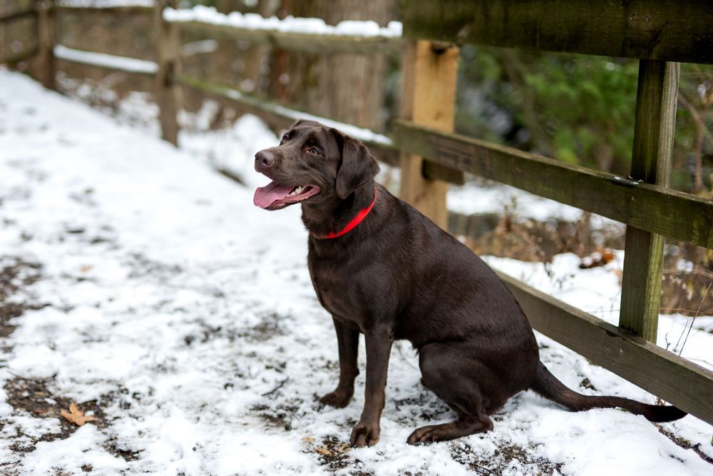 Chocolate Labrador sits happily by wooden fence on snowy winter trail with tongue out.