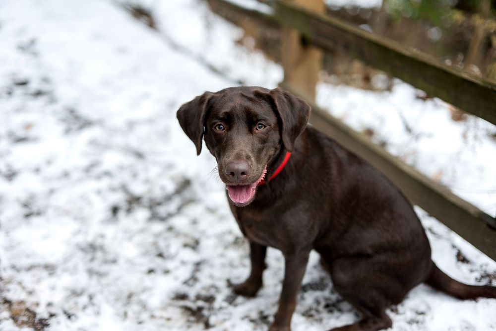 Chocolate Labrador with red collar sits attentively on snowy path by rustic wooden fence.
