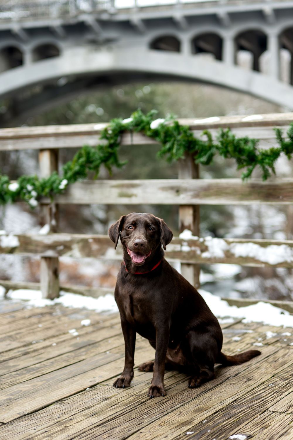 Chocolate Lab sits on wooden bridge deck with festive holiday garland and stone arch backdrop.
