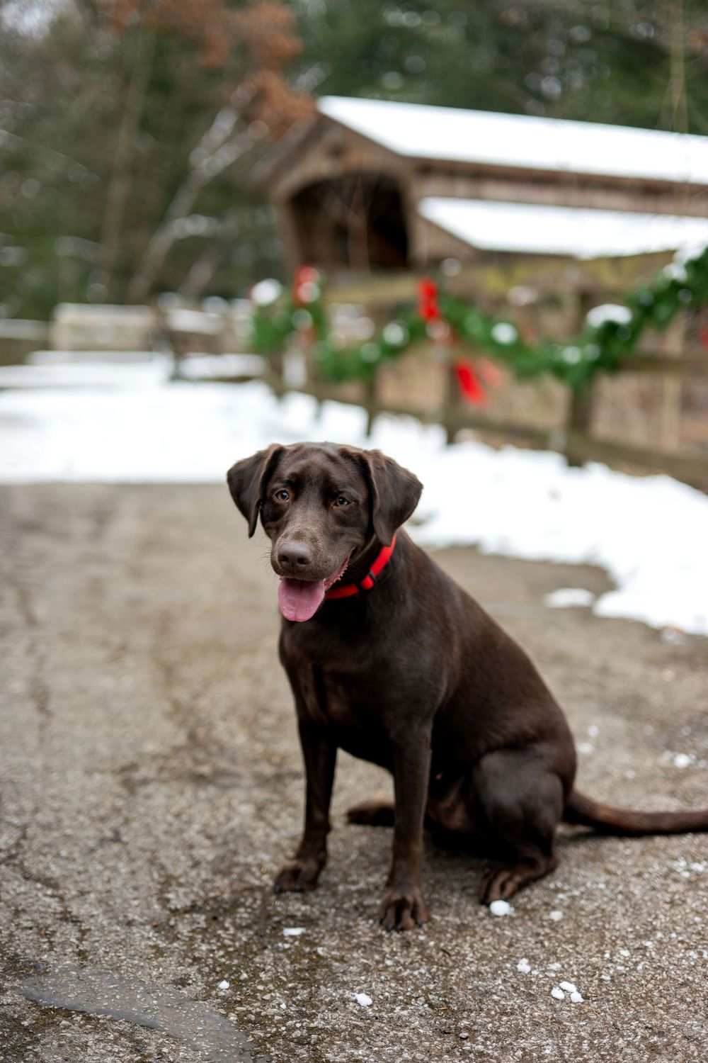 Chocolate Labrador puppy sitting on snowy path near holiday-decorated covered bridge.