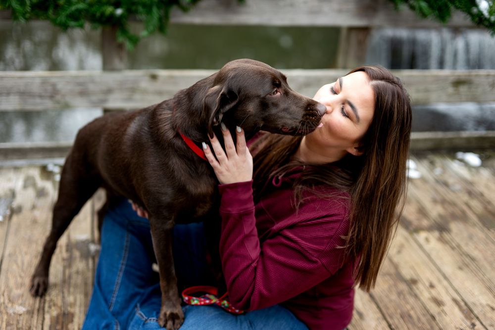 Chocolate Labrador gives affectionate kiss to smiling woman on wooden deck near waterfall.
