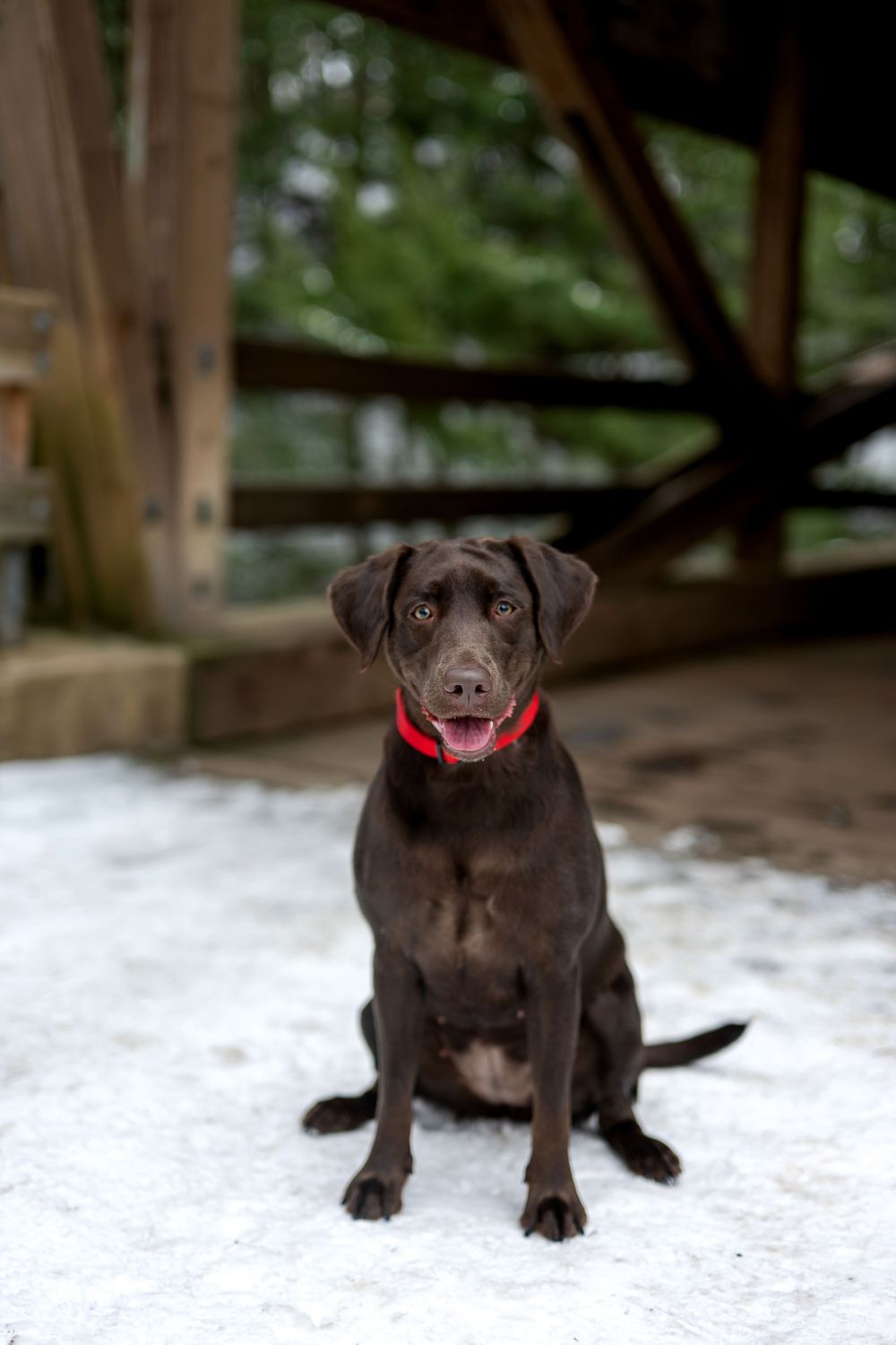 Chocolate Labrador puppy sitting attentively on snow beneath a wooden covered bridge.