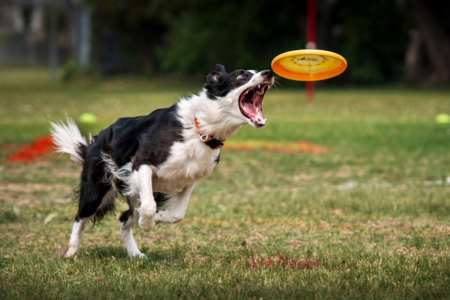A brown dog leaping and running through grass while playing fetch with a pink frisbee toy outdoors.