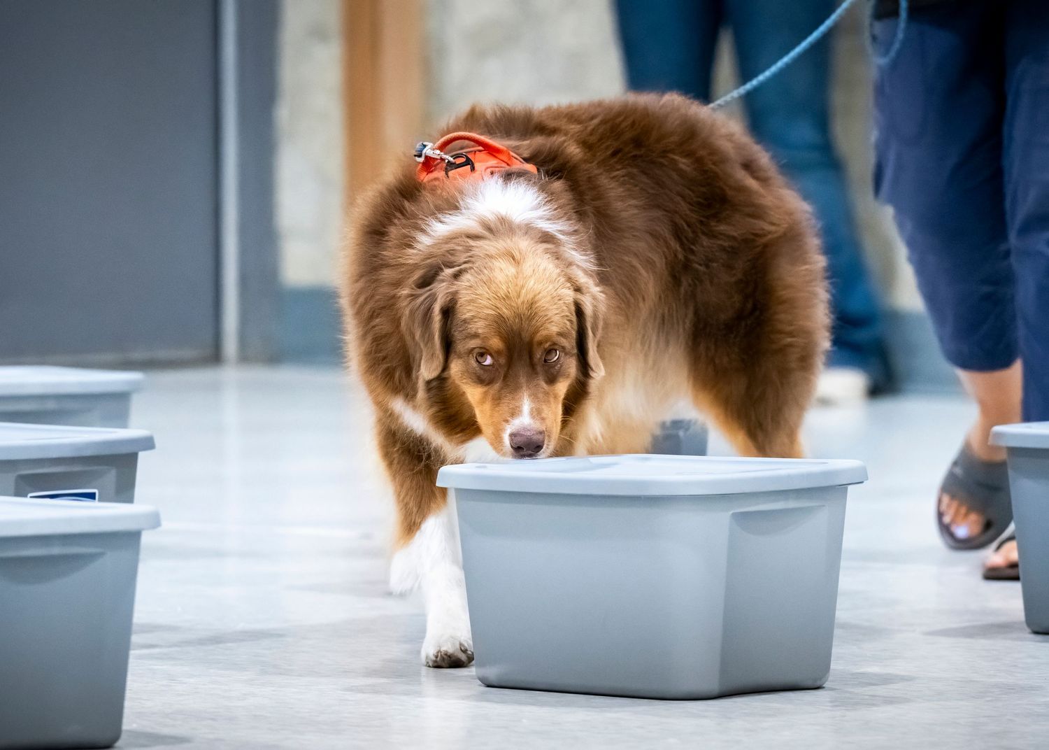 A fluffy Pomeranian dog walks across a gray carpet near a black cabinet with yellow objects on top.
