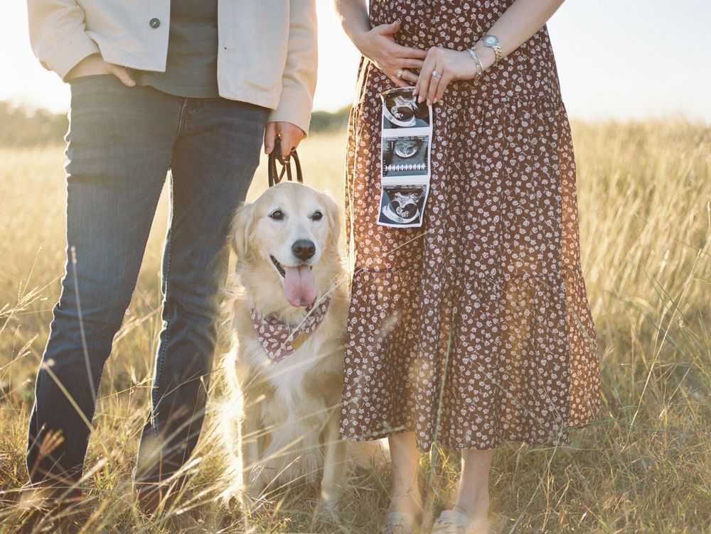 Golden retriever wearing bandana stands with couple in sun-drenched field during golden hour photography session.