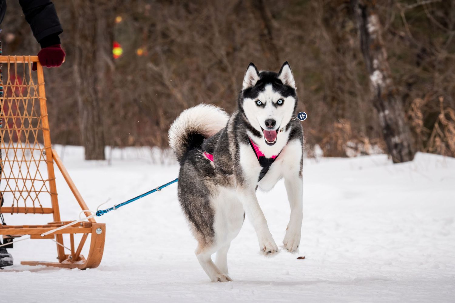 A sequence of photos showing a Siberian Husky running and playing in the snow with a rope toy.
