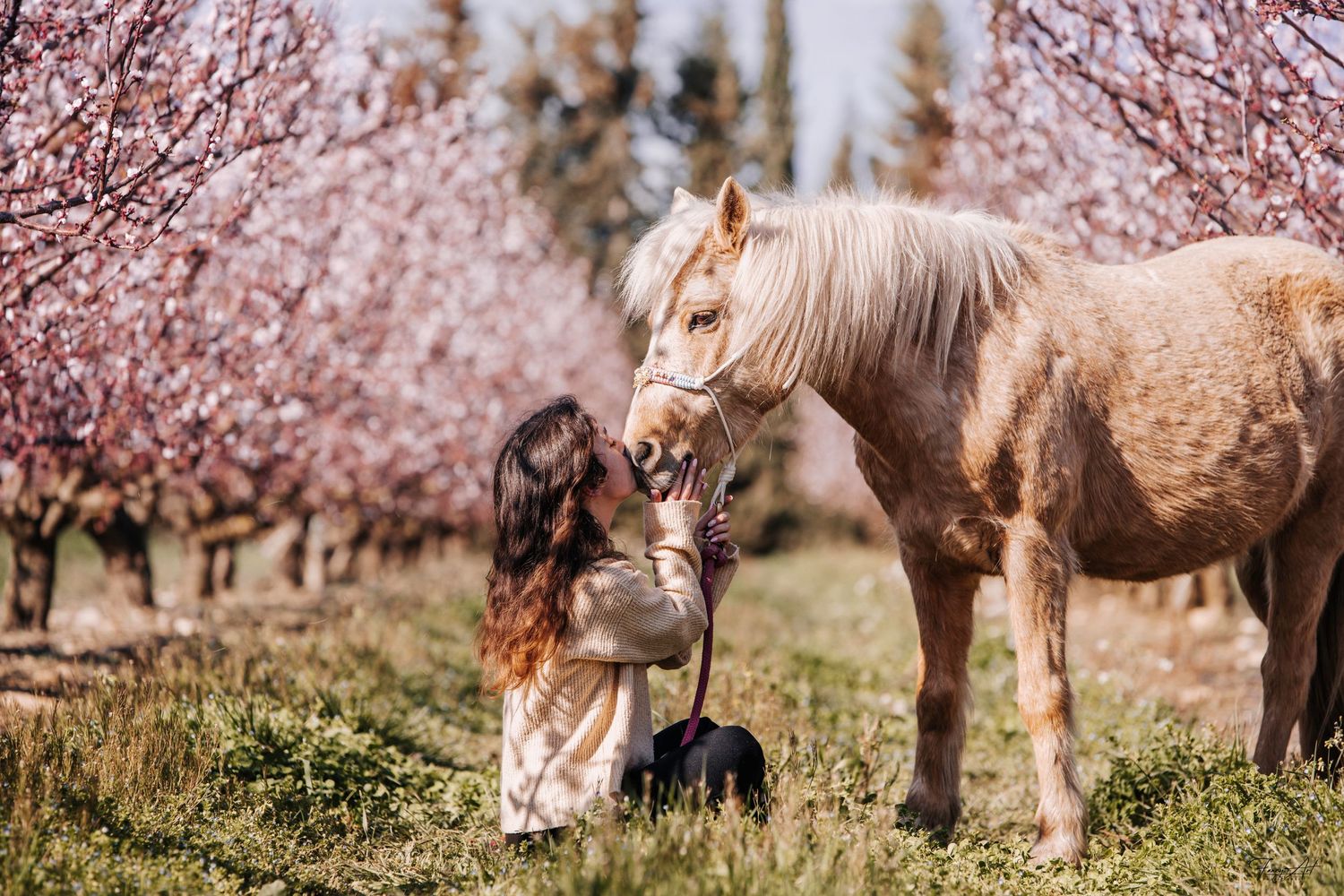 Cheval palomino