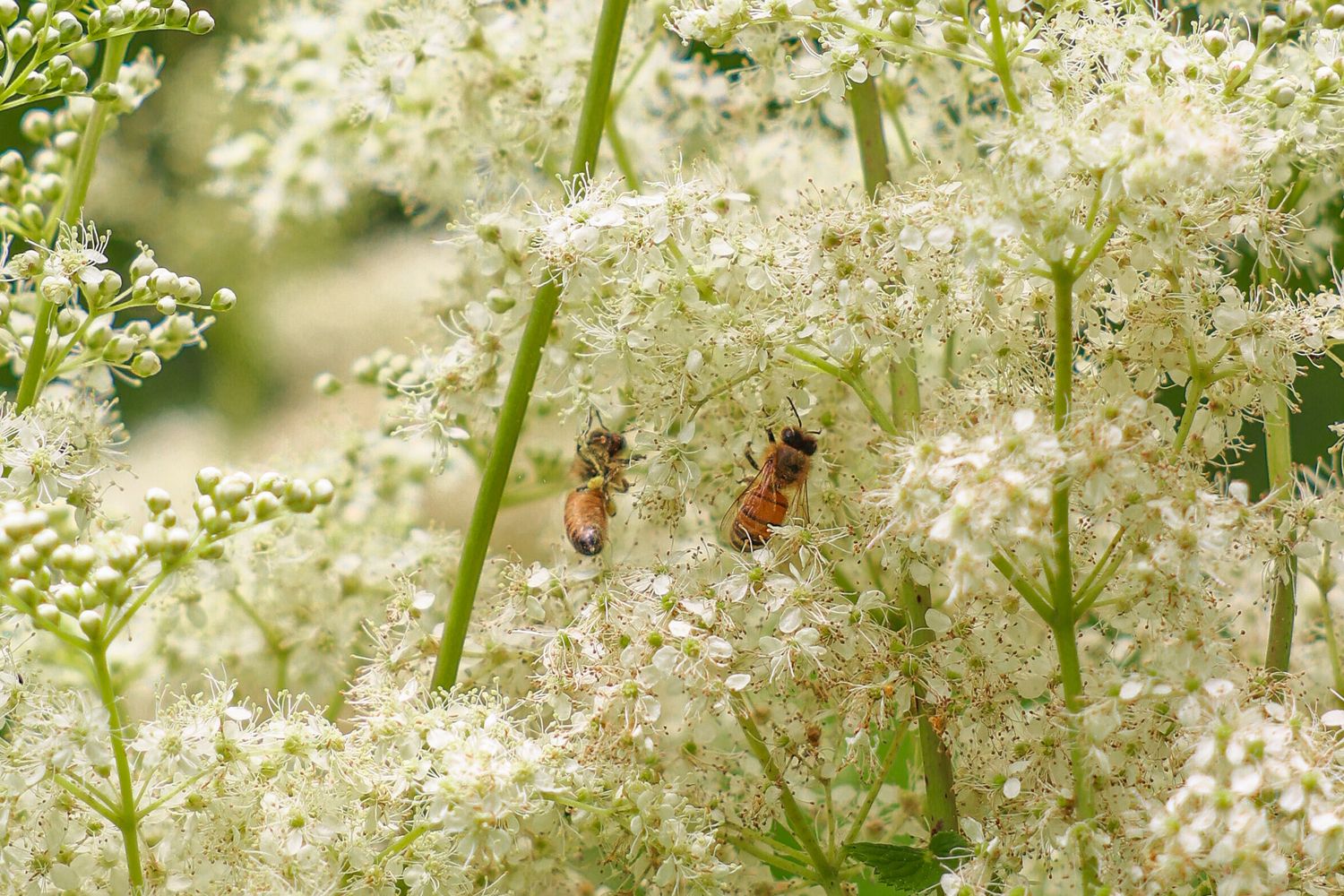 nature photography