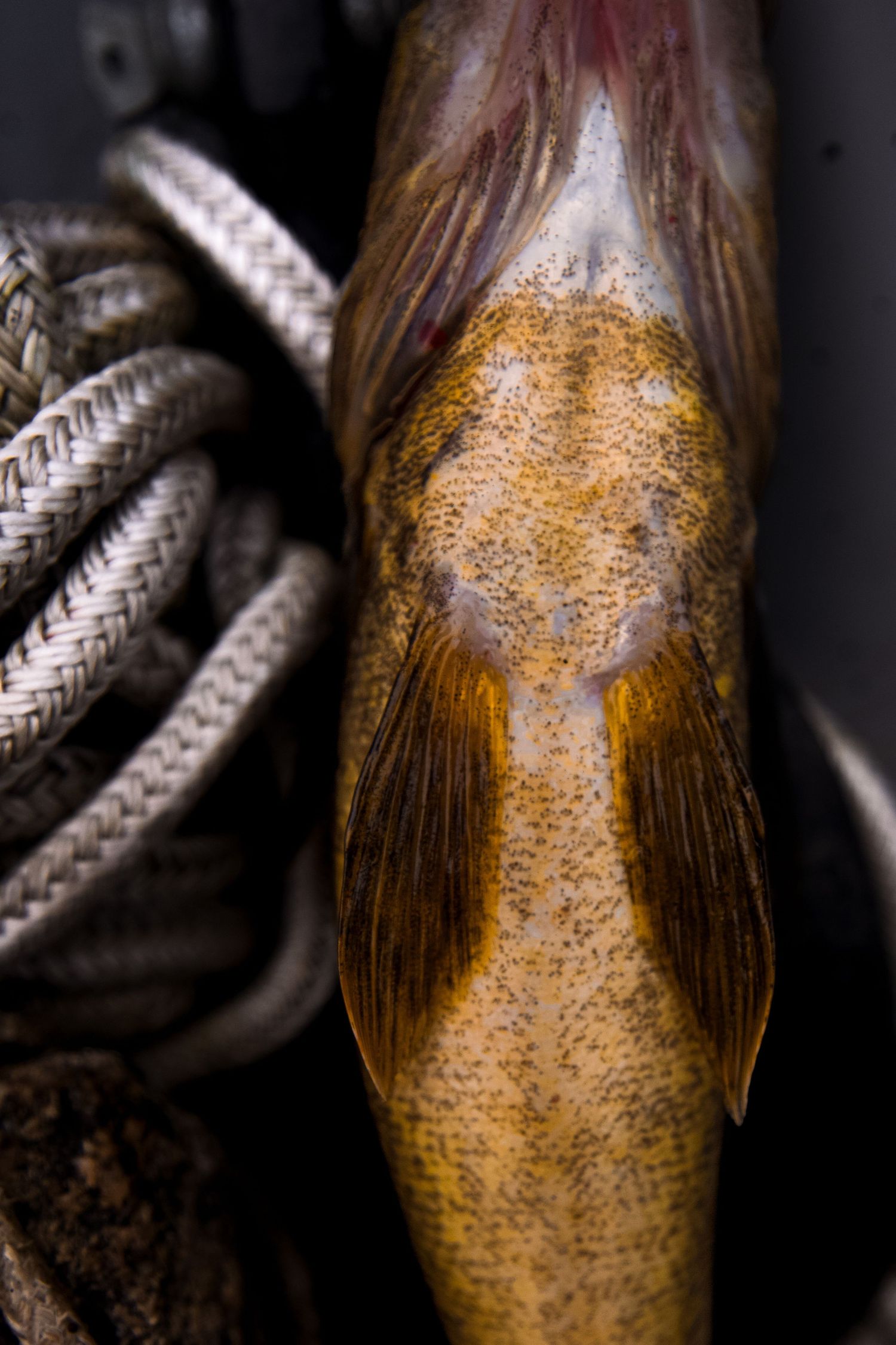 Detailed macro shot of fish scales with intricate patterns and textures.