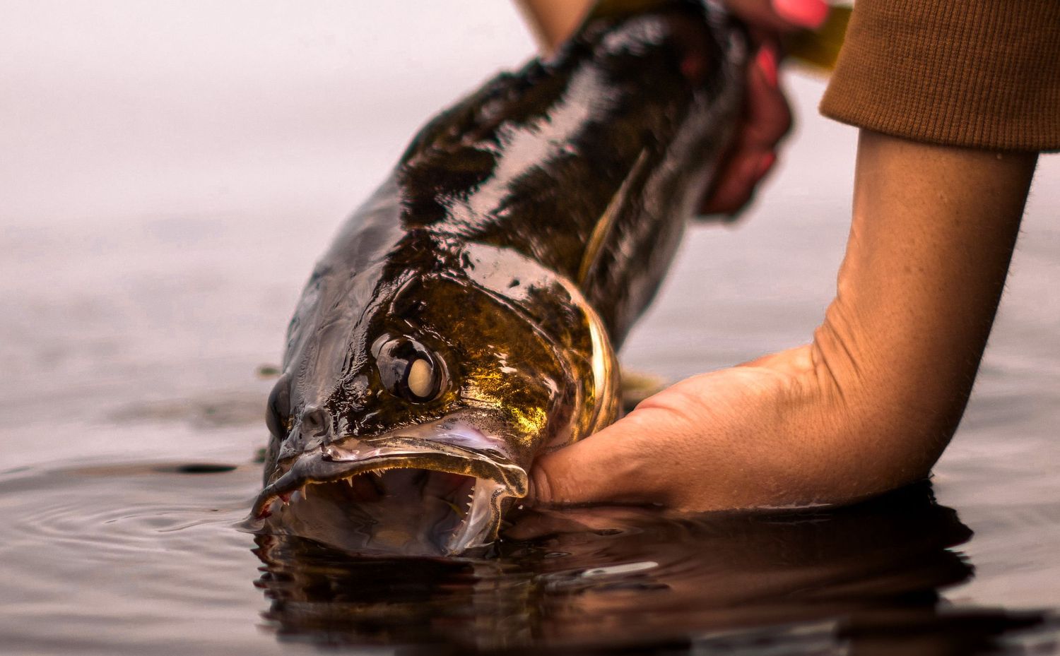 Close-up sequence of hands releasing a fish back into rippling water.
