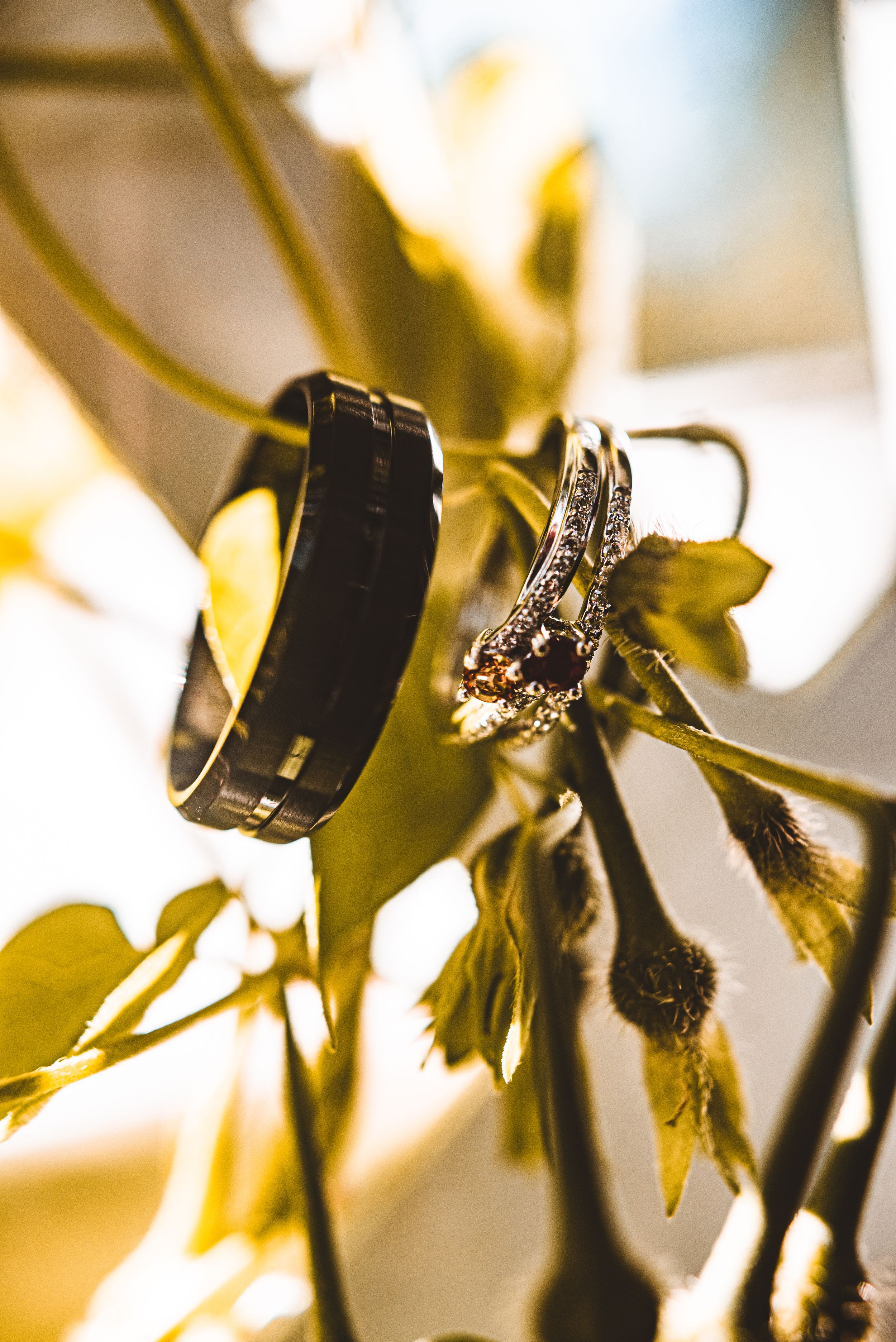 Close-up shot of wedding rings resting on green foliage in natural sunlight.