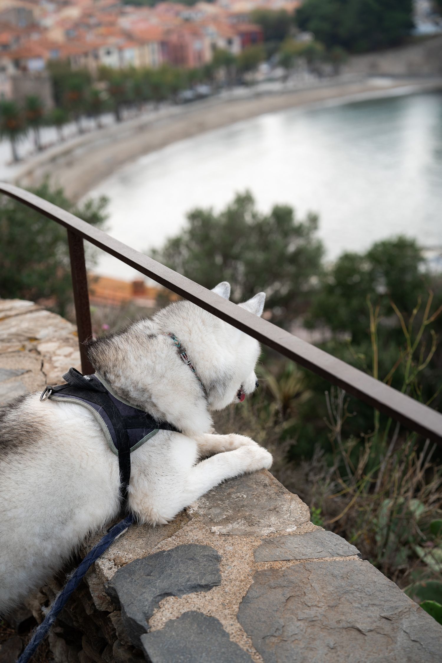 chien husky au dessus de la baie de collioure