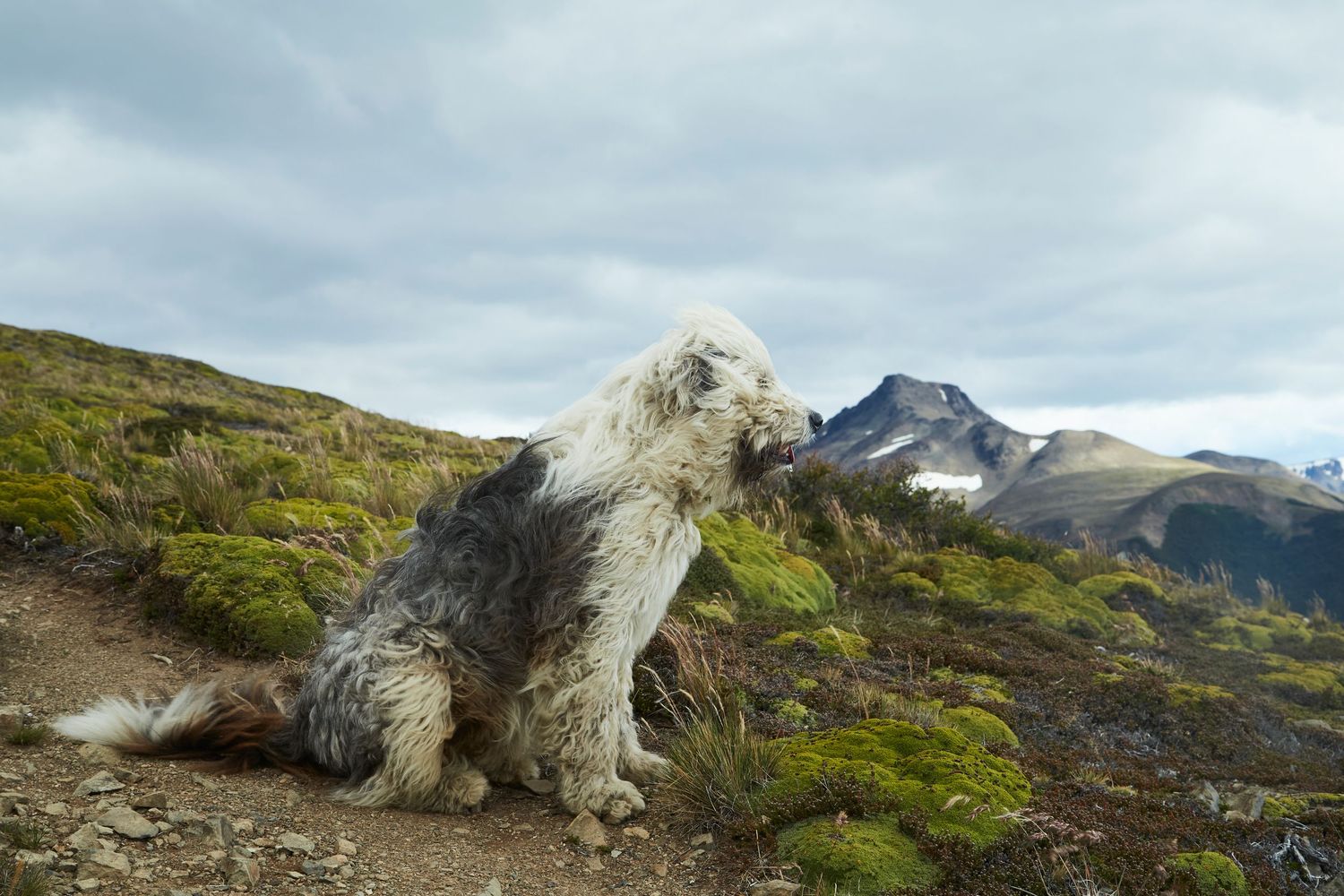 Landscape photography: Windswept Sheepdog. Location: The Beagle Channel, Chile. Photo by Dayle Prowse.