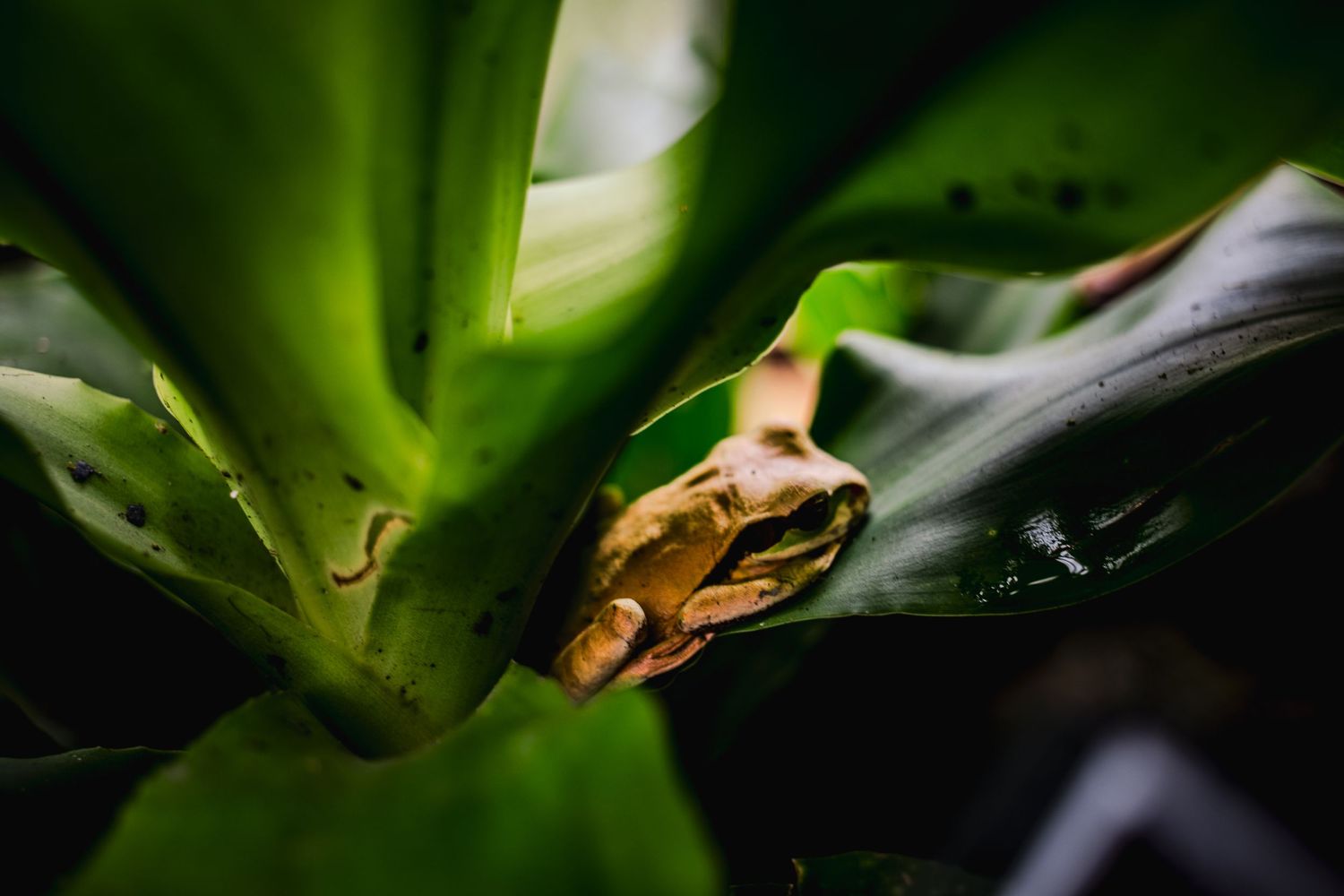 A small frog rests on a green leaf in macro photography with shallow depth of field.