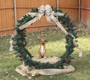 Small brown dog sitting under a decorative Christmas wreath arch in a backyard.