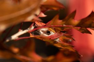 Artistic macro shot of autumn leaves with shallow depth of field.