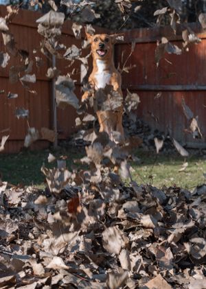 Energetic dog jumping through falling autumn leaves against a wooden fence.