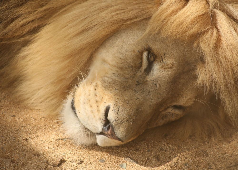 A sleeping male lion with golden mane rests peacefully on sandy ground in soft lighting.