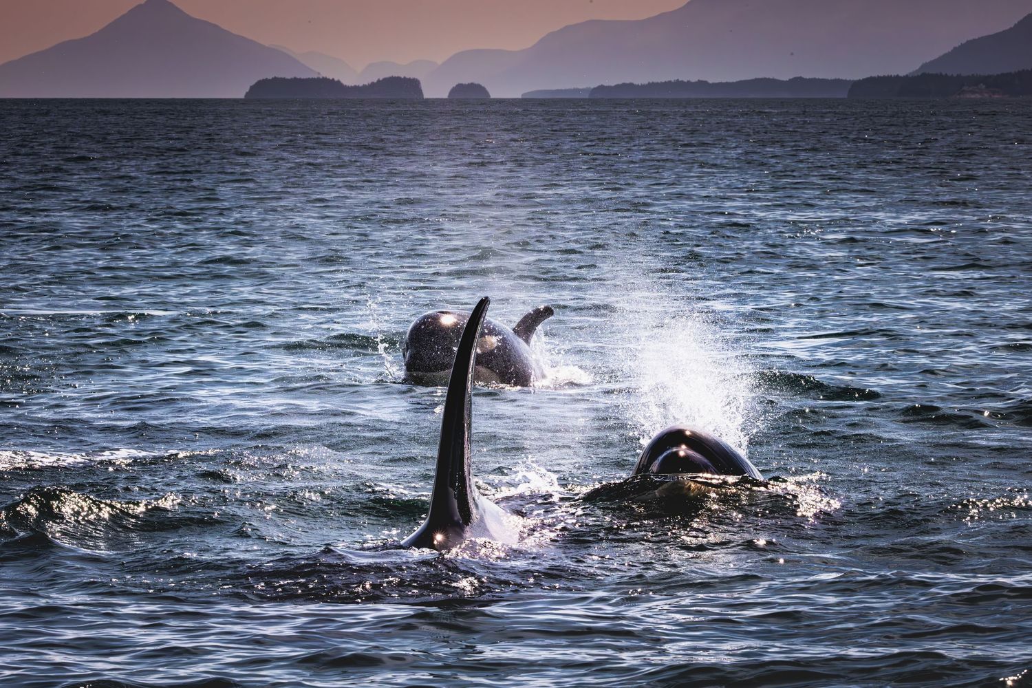 A whale's tail splashes in dark ocean waters against a mountainous backdrop with dramatic lighting.