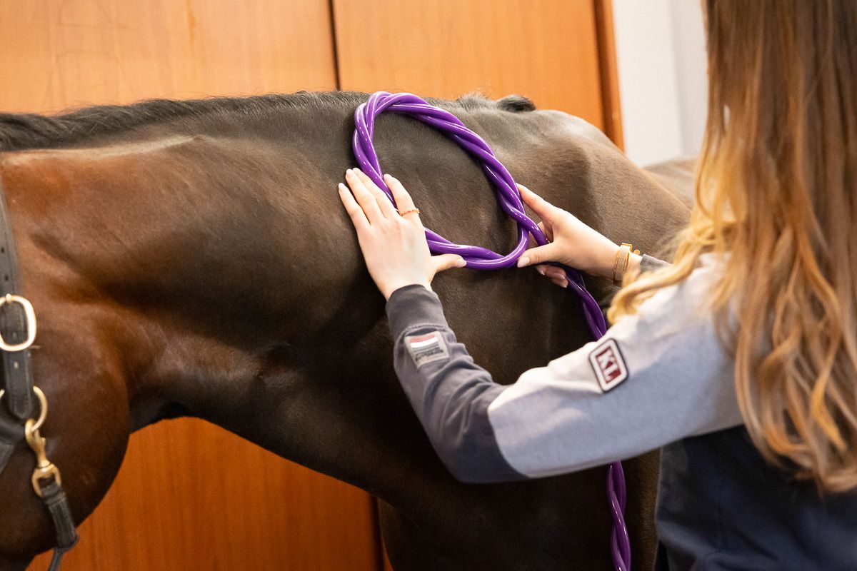 Person in grey shirt grooms a dark brown horse with purple tack in a stable setting.