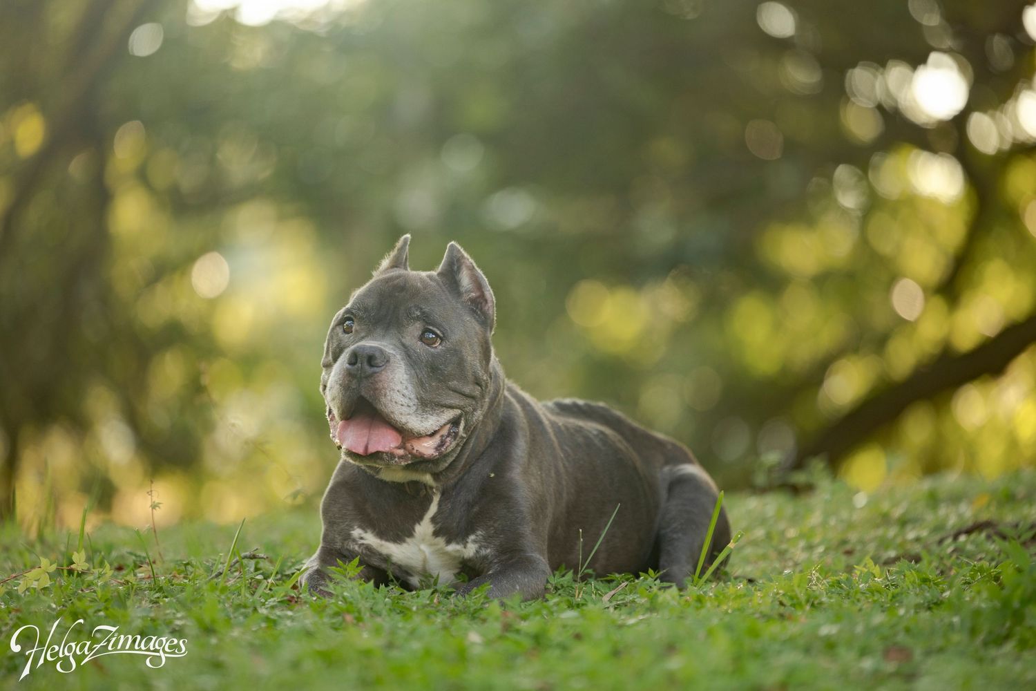 A soulful Dog Legacy Photo Story portrait captured in Tampa Bay by Helgazimages