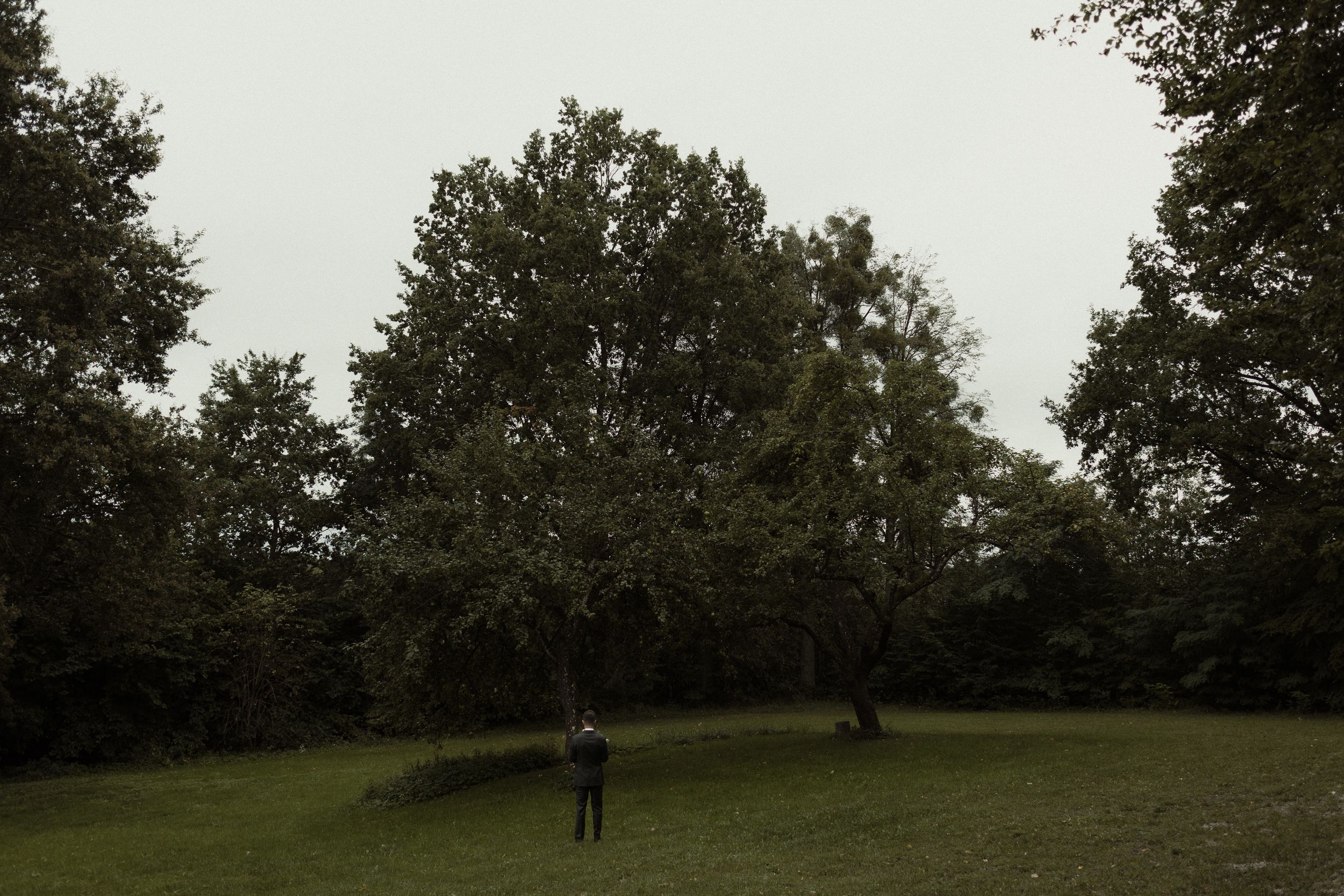 Panoramic view of grassy green hills with scattered tall trees under an overcast sky.