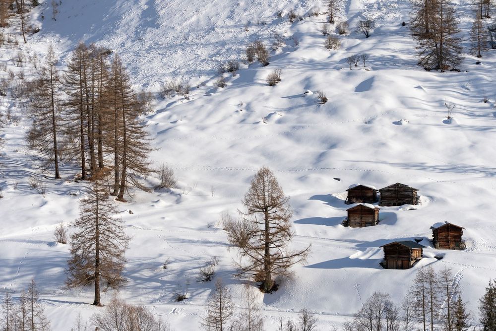 Snow-covered mountain landscape with scattered wooden chalets and bare larch trees dotting the winter terrain.