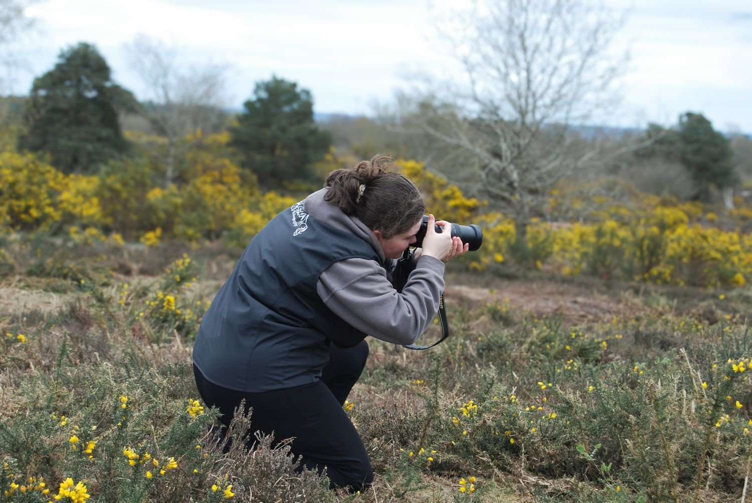 Photographer crouching in field of yellow gorse bushes capturing nature photos with DSLR camera outdoors.