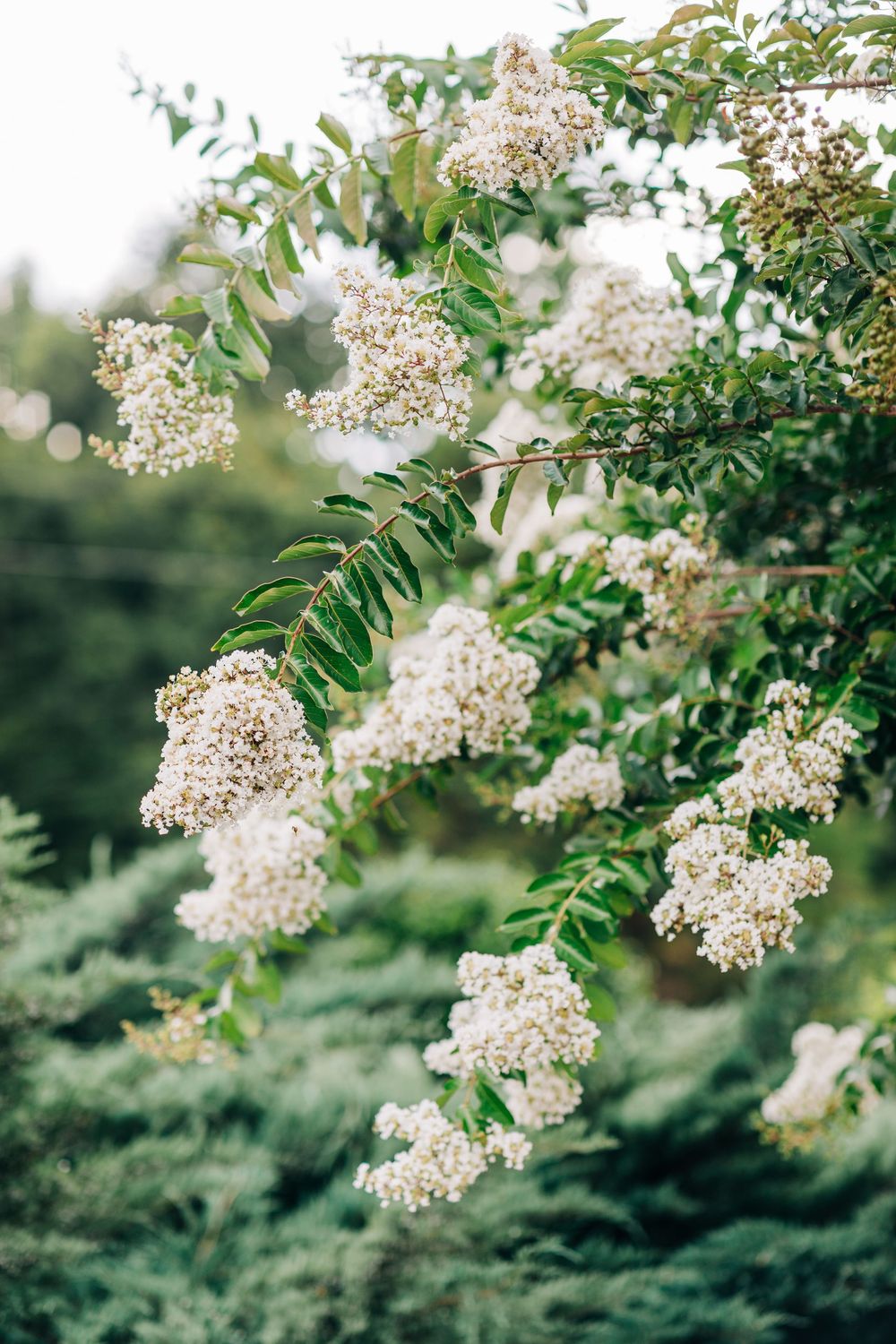 Delicate white elderflower blooms cascade against green foliage in soft natural light.