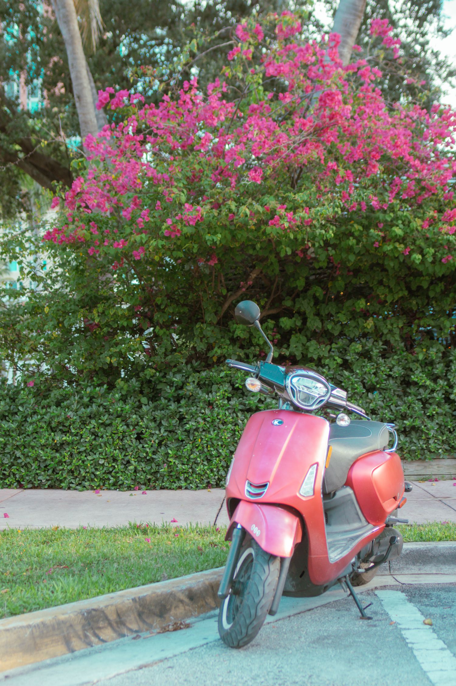 Pink flowering blossom tree provides colorful backdrop for red vintage scooter parked by curb.