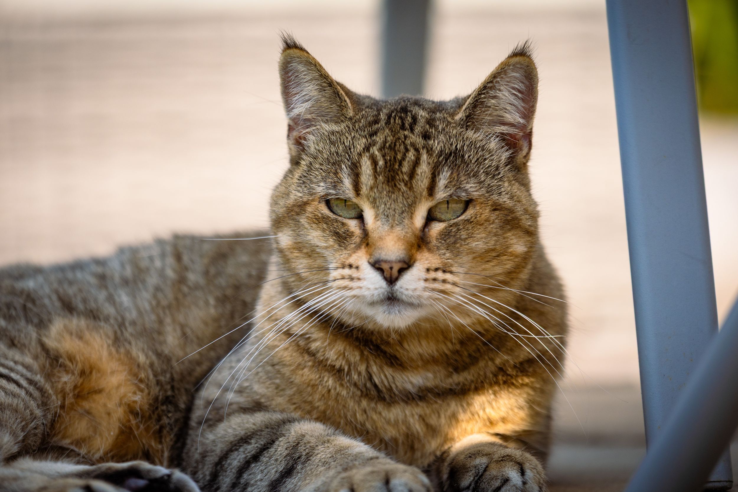 Tabby cat laying on patio from Beautiful Pet Portraits